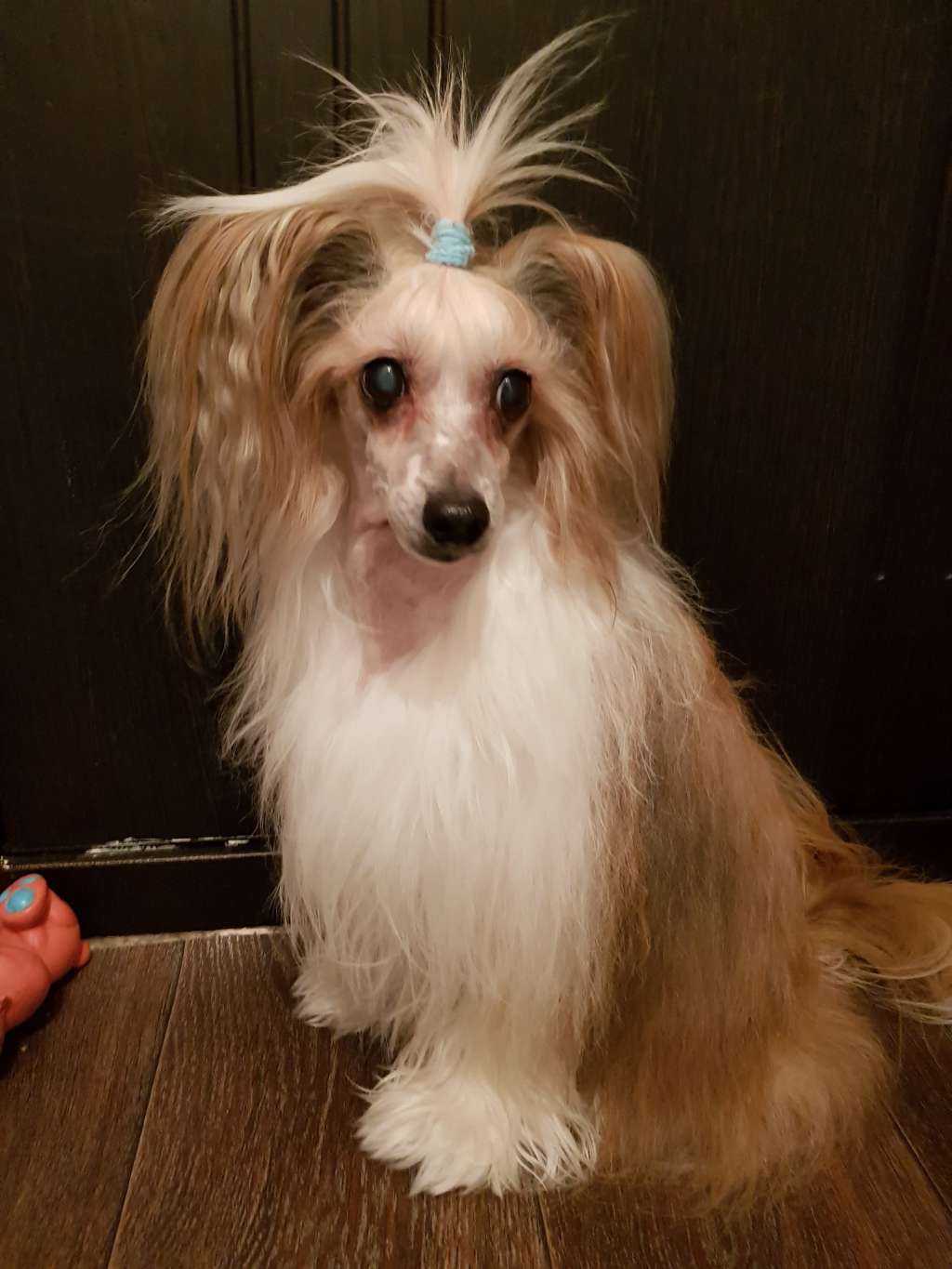 Volshebnaja Loshadka Lucky Boy