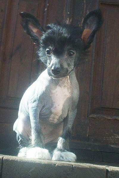 Tippytoes Armand de Sillegue