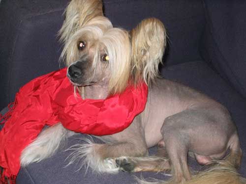 Volshebnaja Loshadka Darling Boi