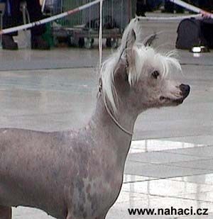 Cascaya Candy ze Zeme pokladu