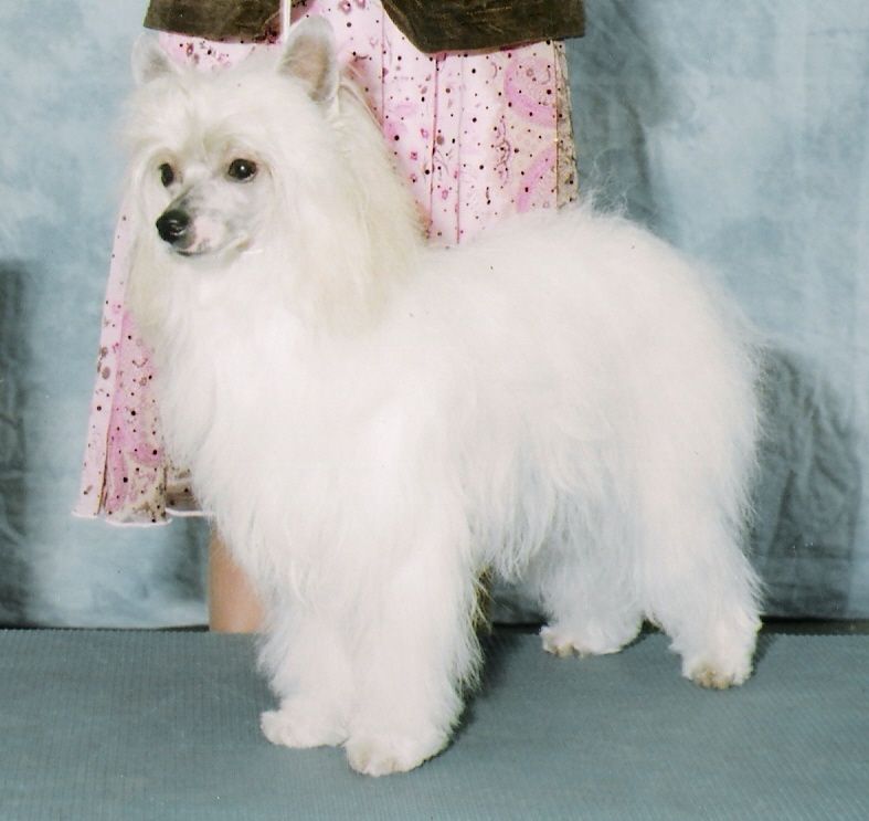 Snow Song's Miso Happy For Dawn-ee