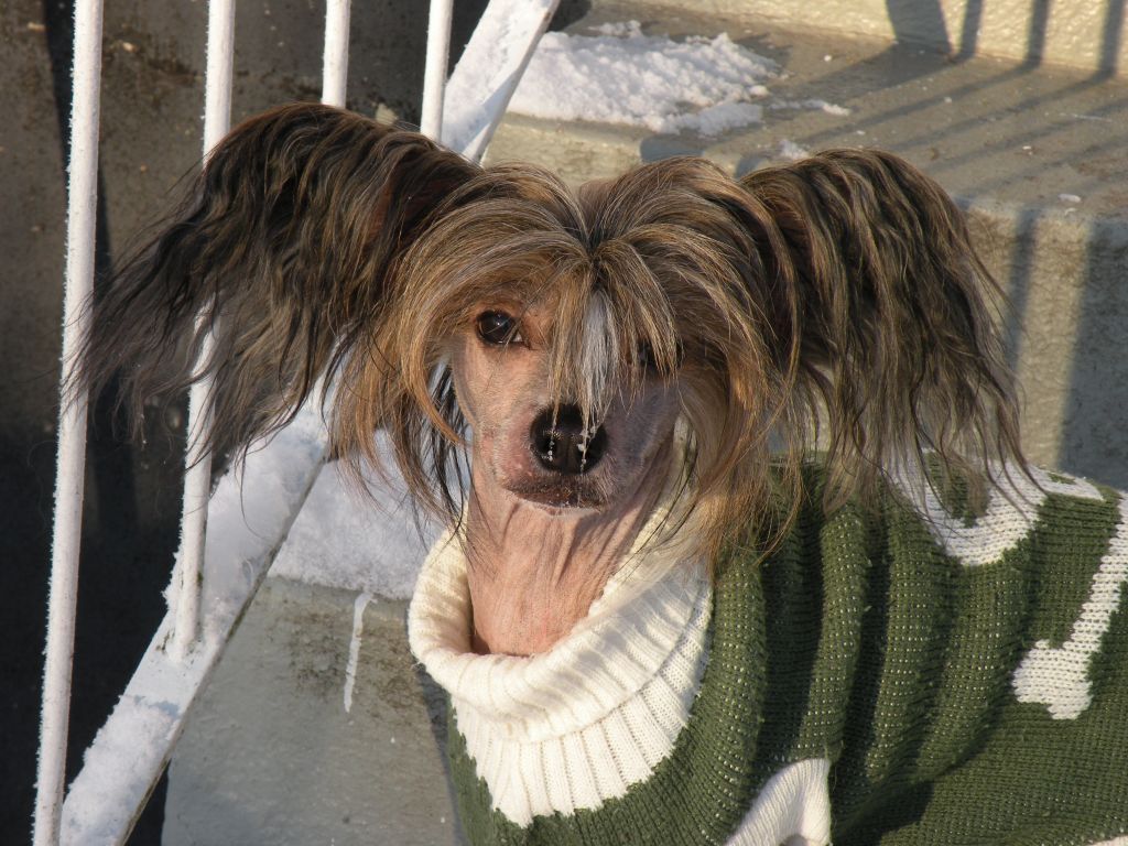 Rådjurstigens Jussi In Happy