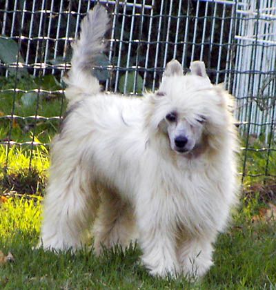 Oriental Jokes Bamboozle X'plain Away