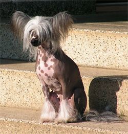 Kukur Baba's Austrian China Girl