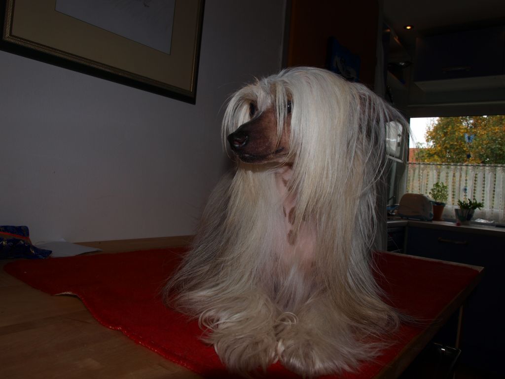 Kukur Baba's Aerobic Star