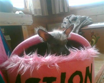 Aurora Borealis Io Chalisto