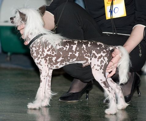 Zholesk My Honey Cake