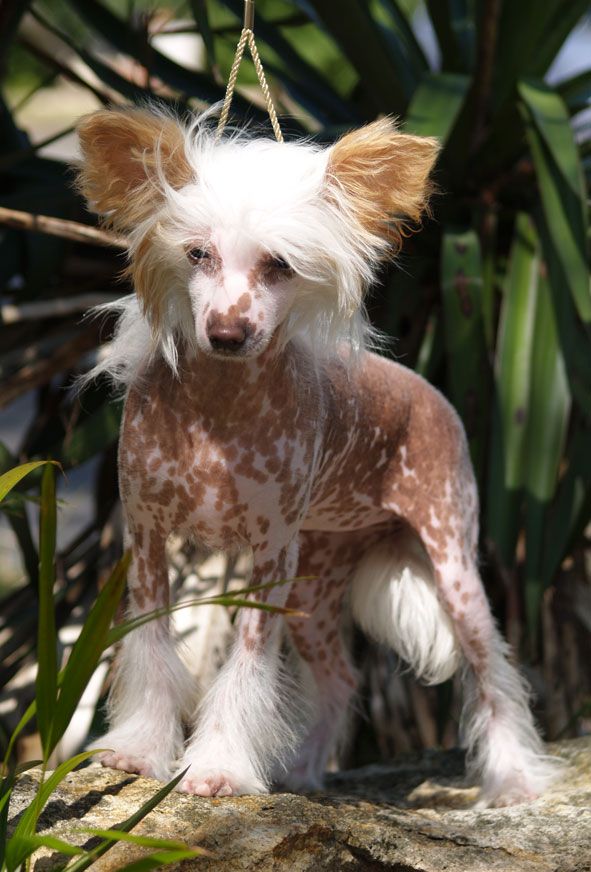 Asian Geisha Von Shinbashi