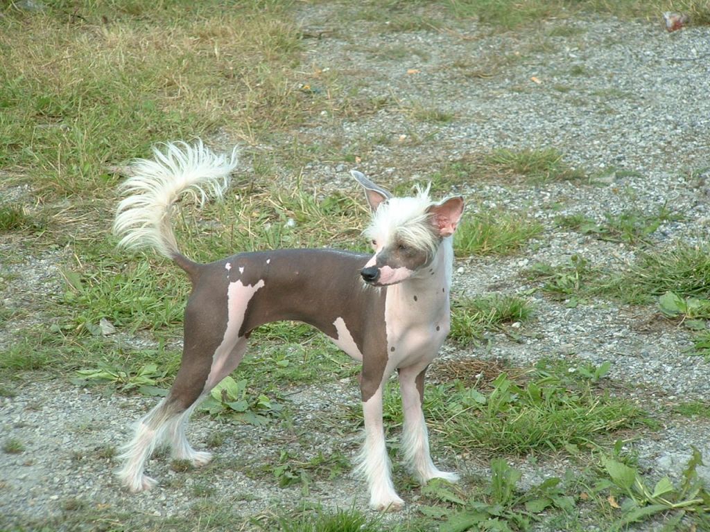 Qu-ya-va's Rusty-o' Bloss-x