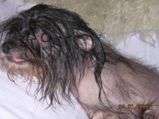 Blandora Blushing Bride of Doucai