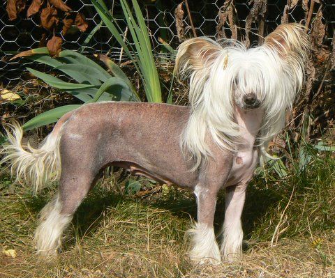 Doucai Madam Whiplash