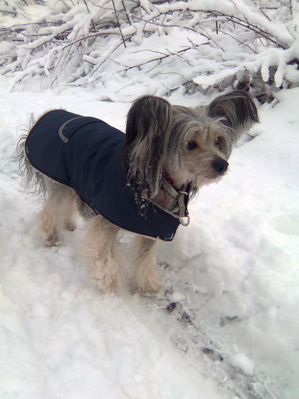 Koynaur's Good Golly Miss Molly