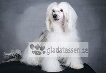 Sun-Hee's Listen To Your Heart