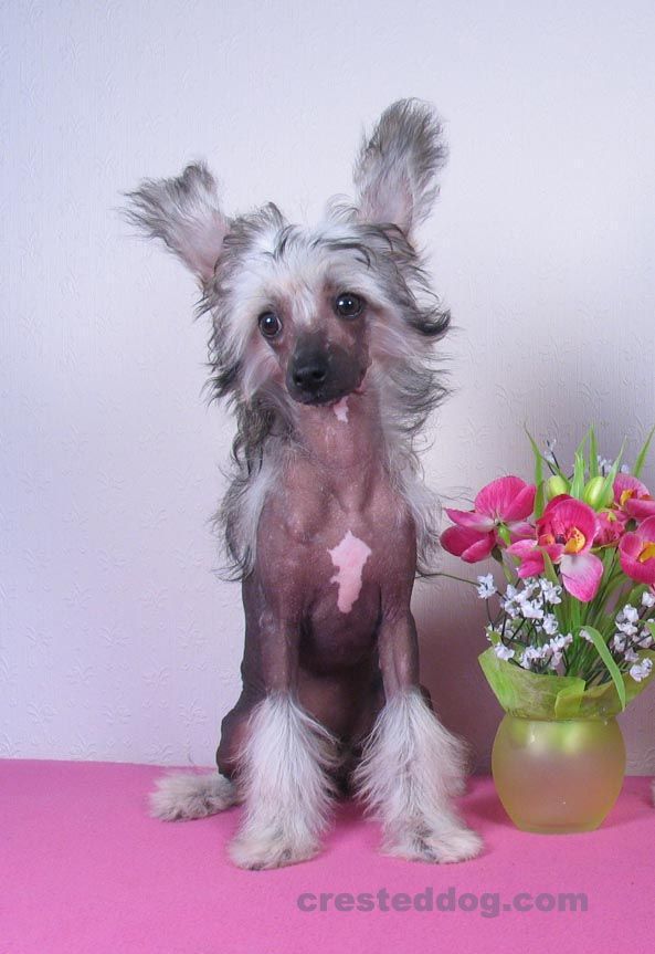 Angel Look Be My Charming Lady