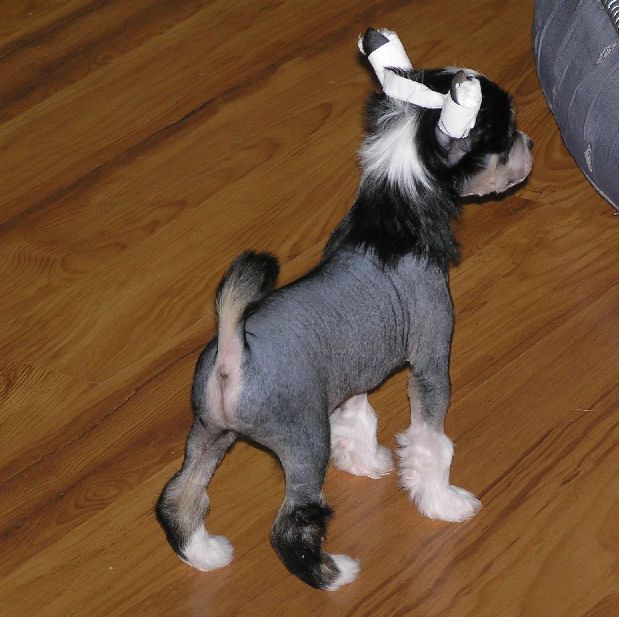 Altair La Danse Du Diable