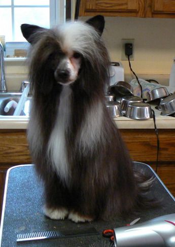 Altair Tempesta Di Sabbia