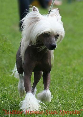 Sutter Home Sua Sponte