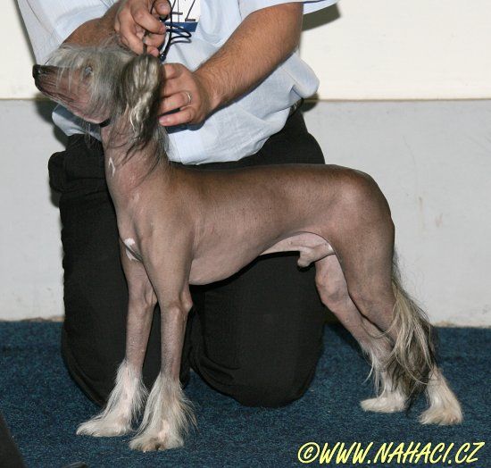 Aurelius Magicka Noc