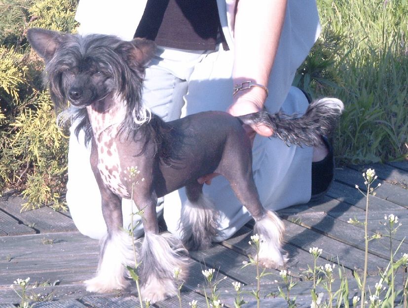 Excellenta Sub-O-Divo