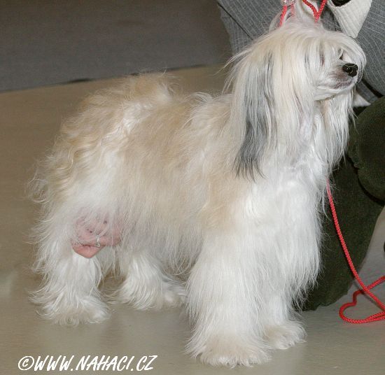 Bella Donna od Bile lane