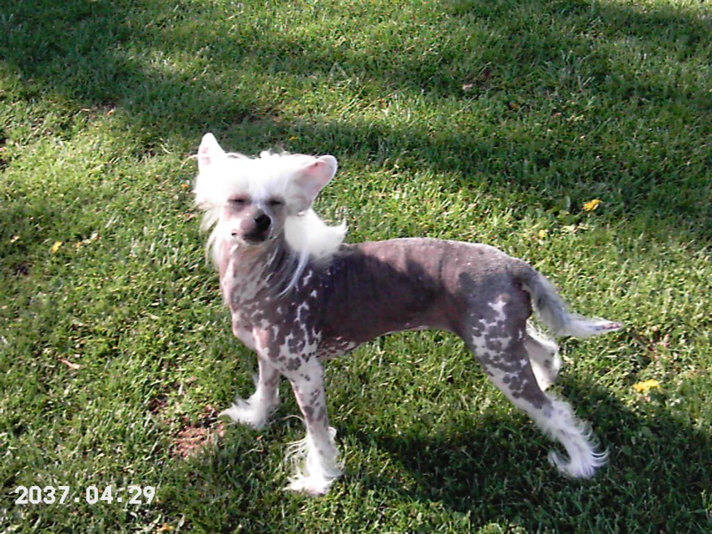 Rawhides Head Em Up Peguses