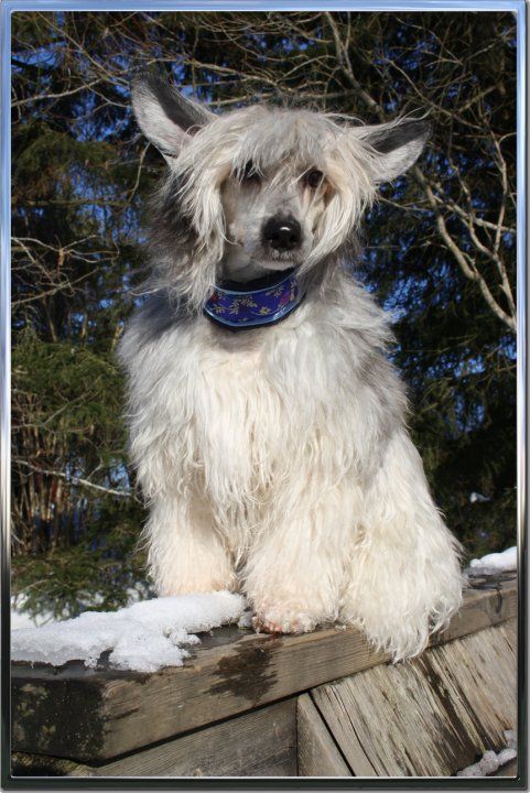 Lionheart Kanis Kasanova