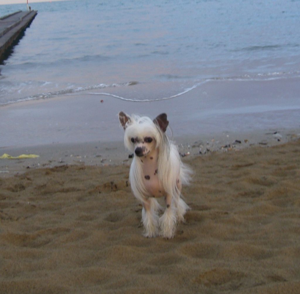 Casinta Lasky dar 