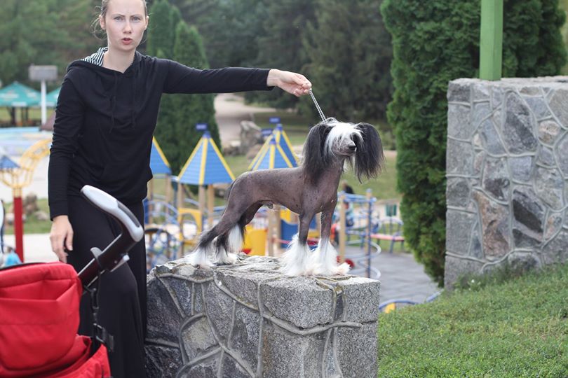 Kredo Festa Kiss The Macho