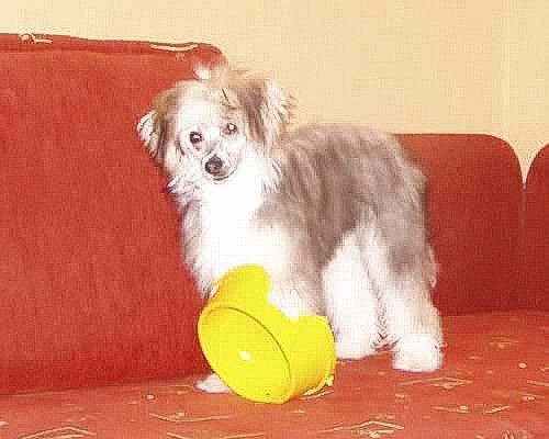 Amarylis z Wyspy Uznam