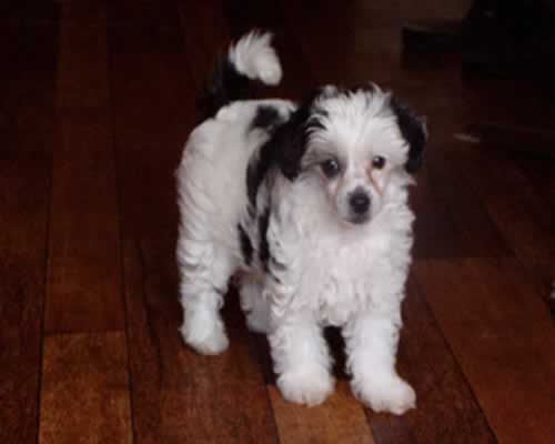 Belmondo z Wyspy Uznam