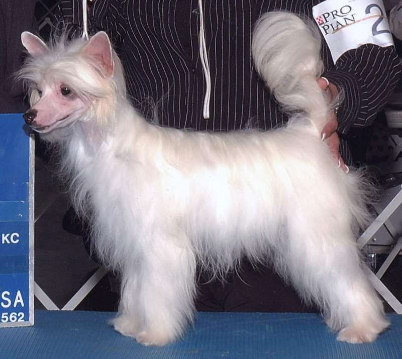 Shikadin-Windspiel Taste Of Honey 