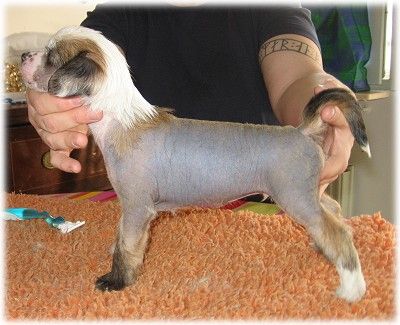 Tenderlove N'care's Zherzad-Zeyton