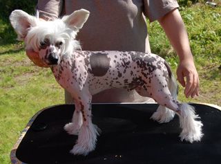 Princess Leia's A Hard Day's Night