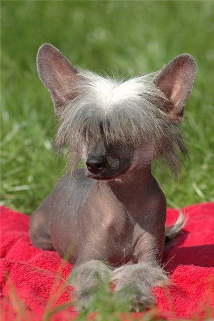 Apriori Vip Don't Stop Me Now