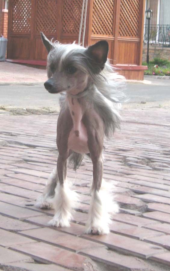 Apriori Vip Dark Side of The Moon