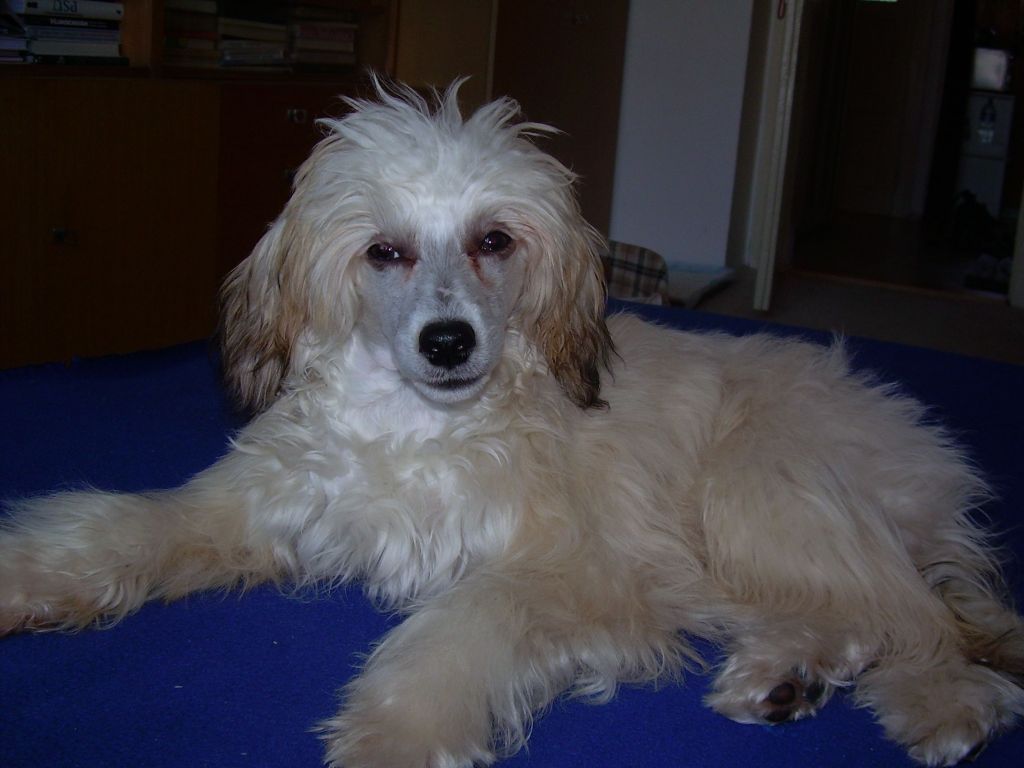 Albi Moravian Canis