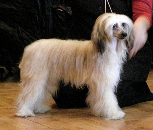 Anthony Moravian Canis