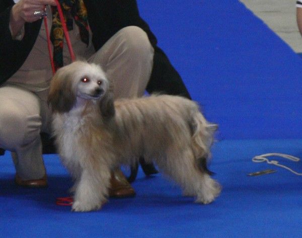 Ambra Moravian Canis