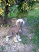 Arwen Moravian Canis