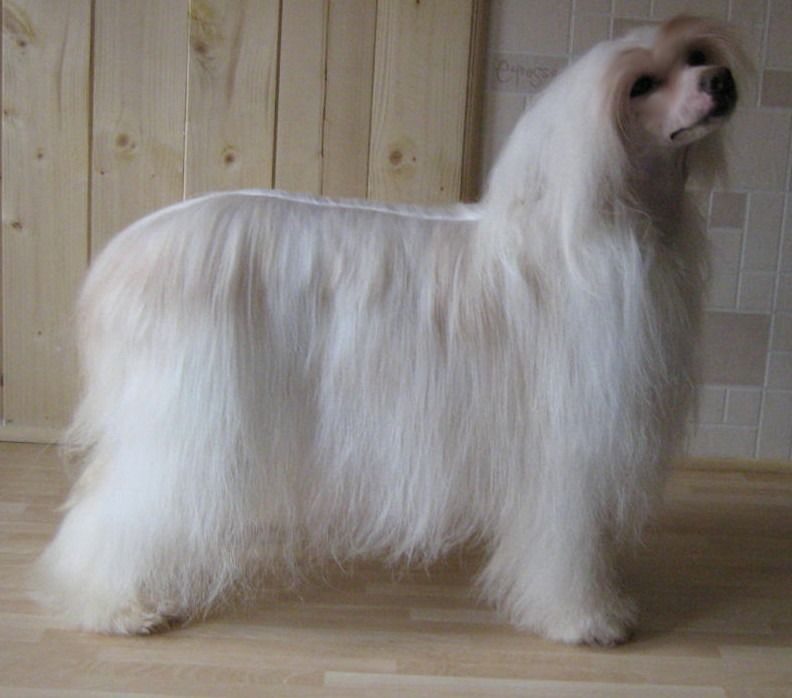 Hitmonchan Lady Godiva