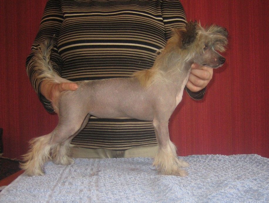 Kuutarhan Pohjantähti