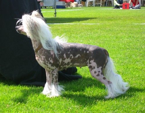 Kuutarhan Pyrypäivä