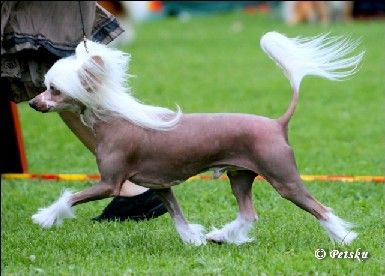 Kuutarhan Valkeat Yöt