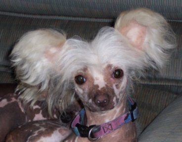 Jonbrecy's Fancy Flight