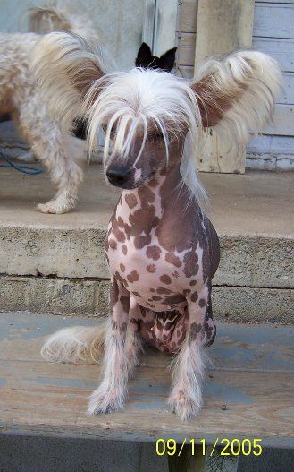 Maju Jonbrecy's Lil' Lulu