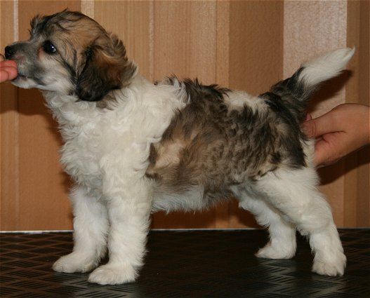 Chattanooga's Brother Bear