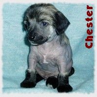 Chester z Kamilova dvora