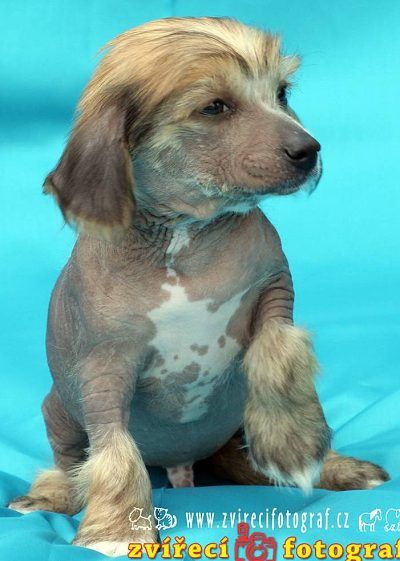 Chilli z Kamilova dvora