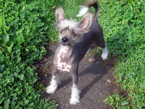 Oriental Jokes Baryton