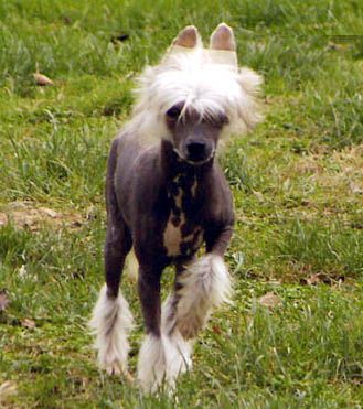 Oriental Jokes Brahms